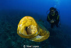 goliath grouper youning, by Noel Lopez 